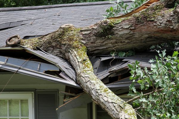 Storm Remediation in Suwanee